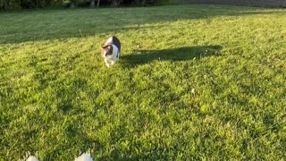 Kitty sneaks up on duckies relaxing in the sun