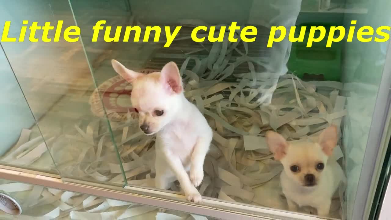 Little funny cute puppies