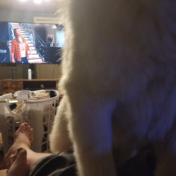 Frost the Great Pyrenees