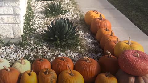 Pumpkin Stealing Porcine