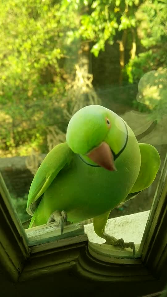 What did this green parrot look at my window!!!