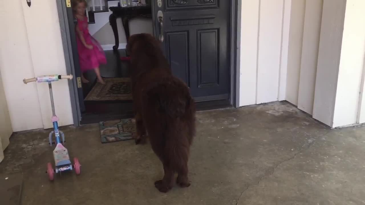 Watch this little girl train her huge puppy