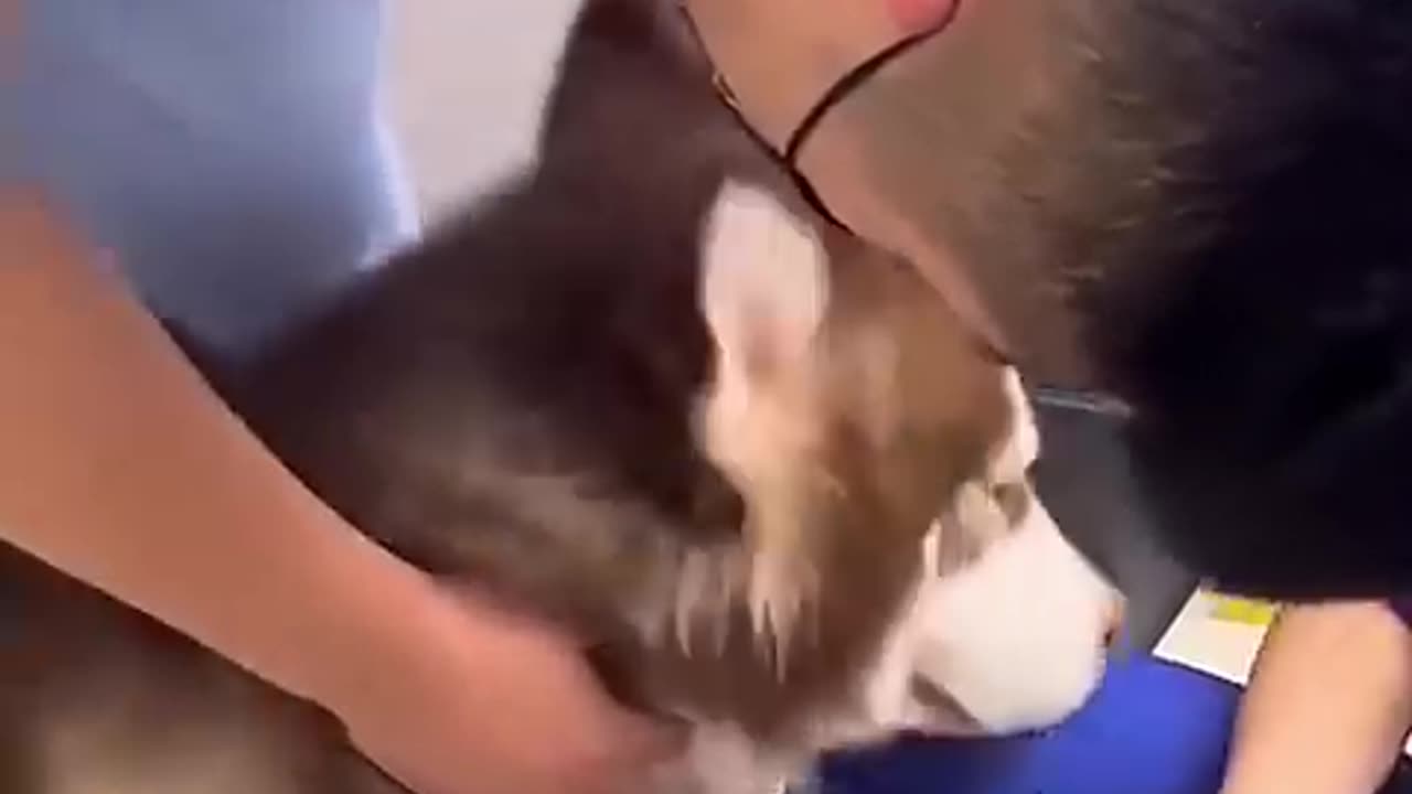 Funny dogs reactions to syringe