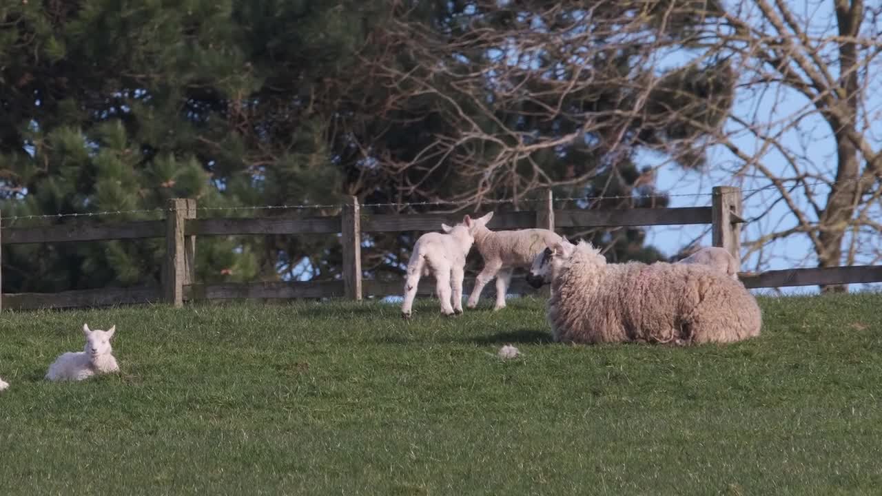 Lovely Animals Stand of Forast..