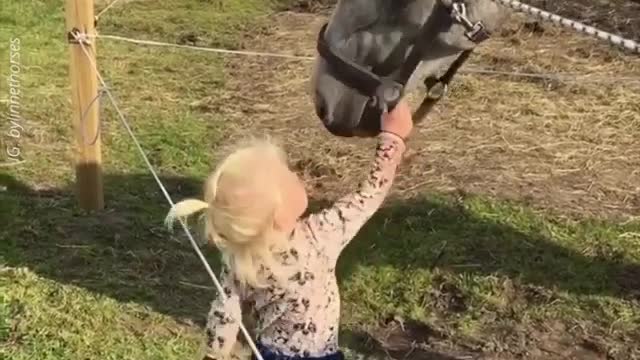 Absolutely lovely interaction with a little girl and lovely gentle horse