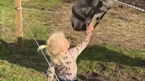 Absolutely lovely interaction with a little girl and lovely gentle horse