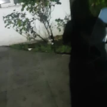 😻😻ASMR OMG Kittens Play fighting soo CUTE Must Watch for Cat/Kitten lovers😻😻