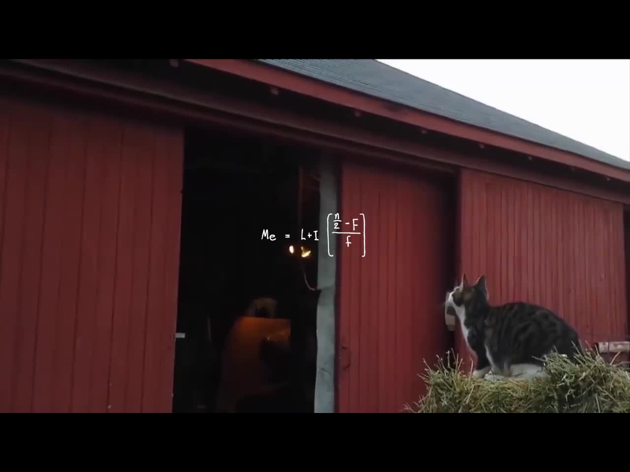 The best video of CATs you've ever seen!