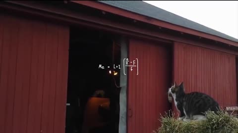 The best video of CATs you've ever seen!