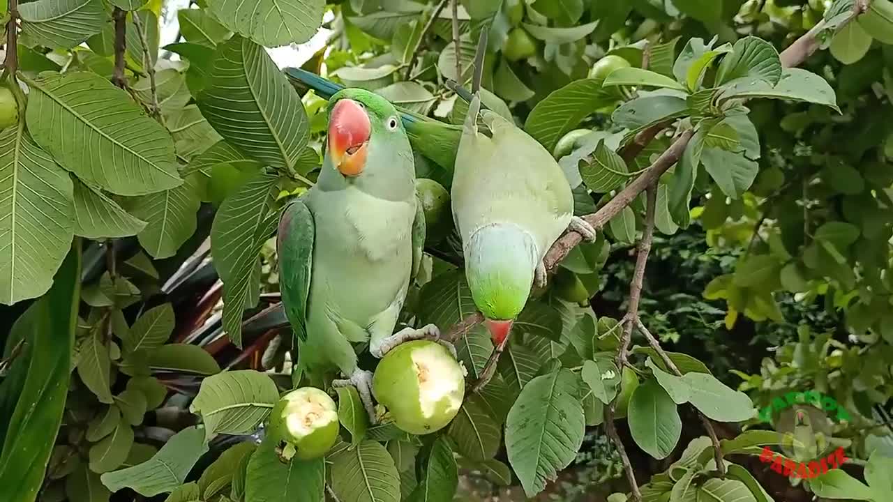 Indian Ringneck Parrot Talking and Eating Guava on Tree_p4