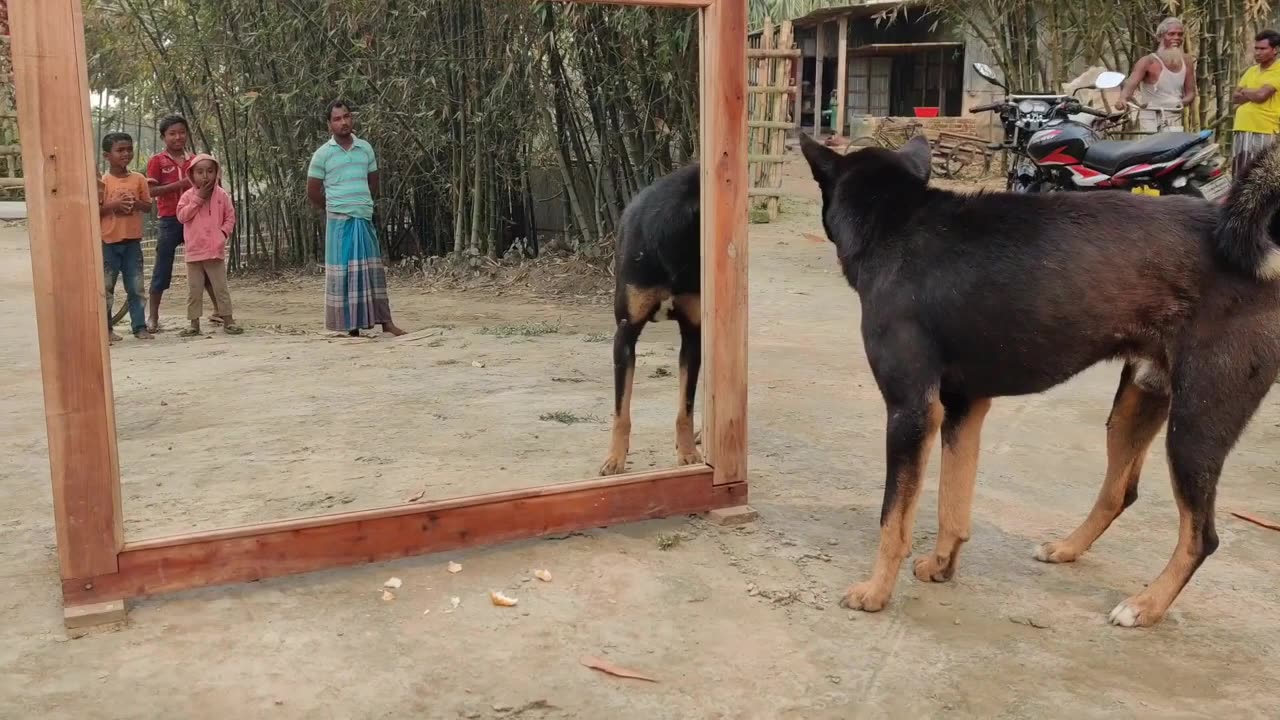 angry dog versus mirror fighting #funny #youtube #video #dog #fight #comedy #vlog #prank