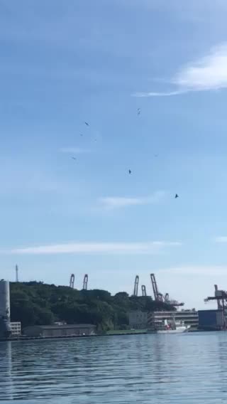 10 eagles in the sky