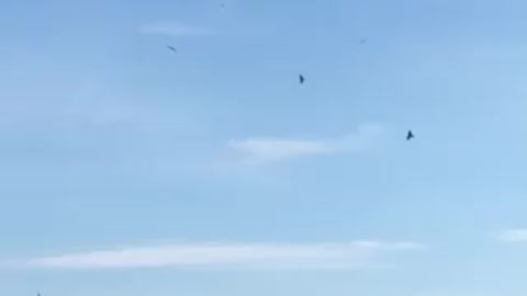 10 eagles in the sky