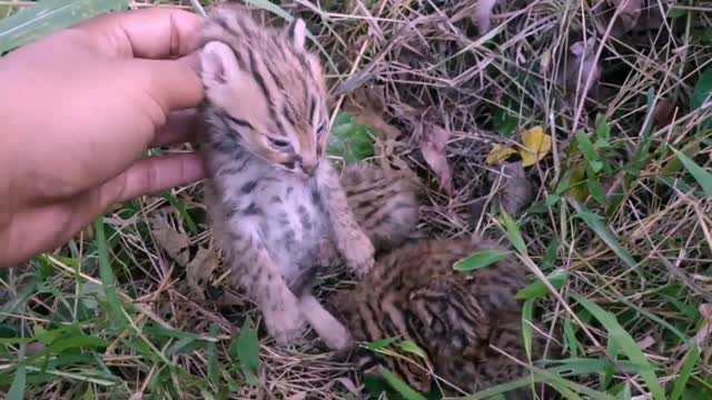 4 anak kucing hutan,sangat langka,mirip macan tutul