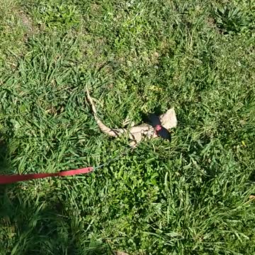 Bearded Dragon Basking in Park / Lizard / pet