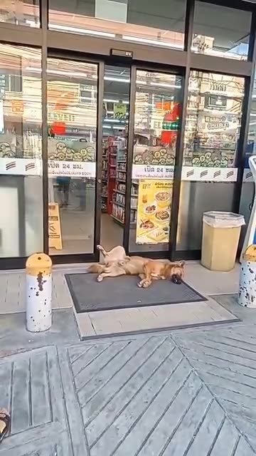 Dog taking a nap at 7-11