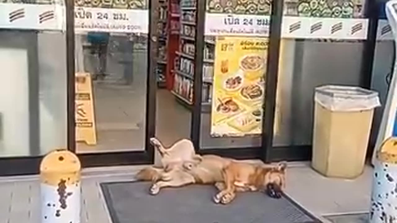 Dog taking a nap at 7-11