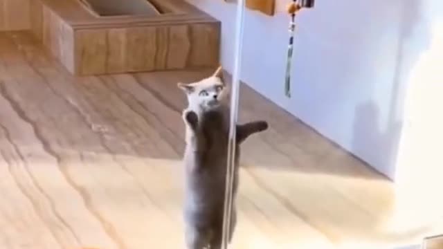 #funny cat