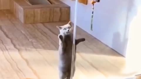 #funny cat