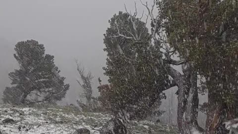 Thunderstorm Brings Down Heavy Snow