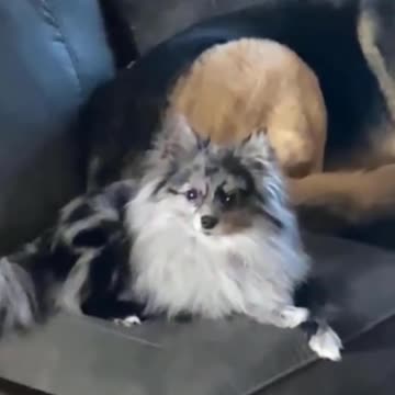 German Shepherd and Pomeranian not impressed!