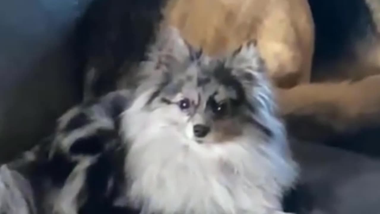 German Shepherd and Pomeranian not impressed!