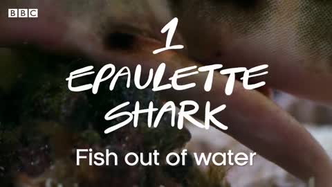 Seven Superpowered Sharks | BBC Earth