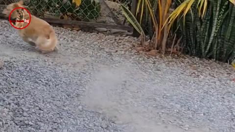 Troll Prank dog & fake Lion and Fake Tiger Prank To dog Videos Troll 2021