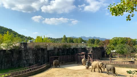 Elephants | Afternoon at the Zoo