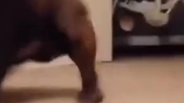 Hilarious Dog of Tik Tok! Try NOT to Laugh! #Shorts