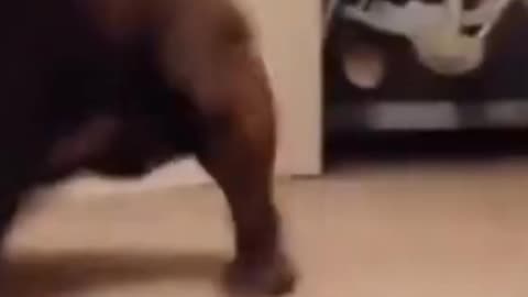 Hilarious Dog of Tik Tok! Try NOT to Laugh! #Shorts