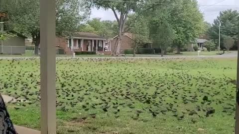 Flock of birds invade woman's backyard and fly away together