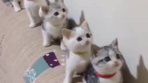 Cat funny moments video