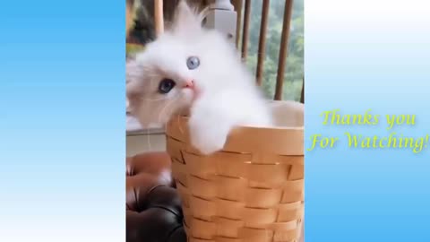 cute pets funny compilation