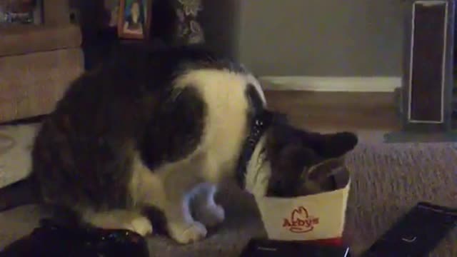 This cat is so funny