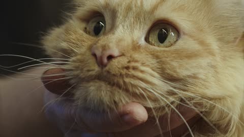 Servient patting cat back and cat looking intently and cutely