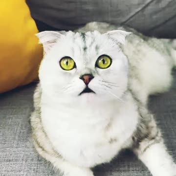 Cat owner conversation with her cat very adroval moment