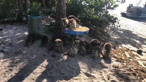 Feeding the raccoons on beercan island