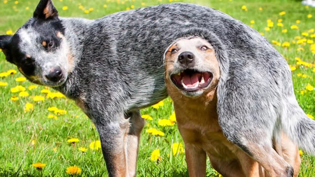 TOP 10 Dog Breeds That Live The Longest!