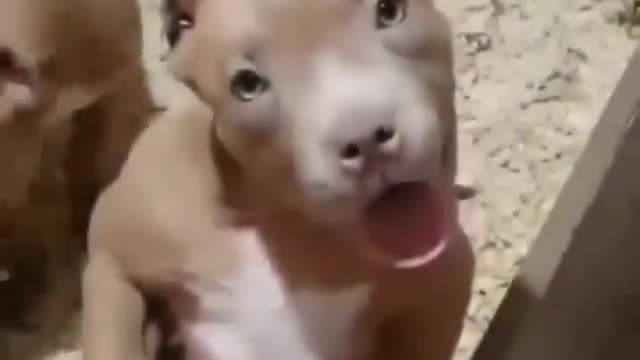 Best funny video of animals