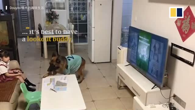 Partners in crime: Dog in China helps girl keep a lookout so she can watch TV