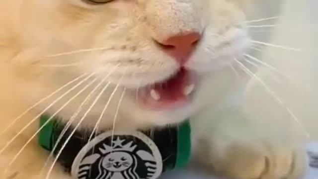 cute animals - cute cat