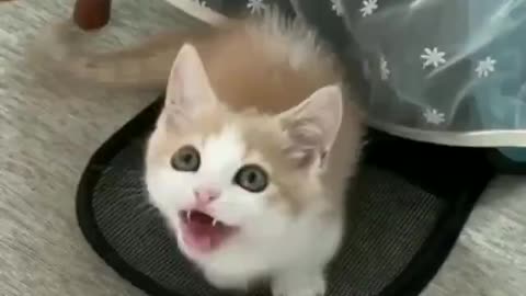 Cute Kitten Meowing Cat