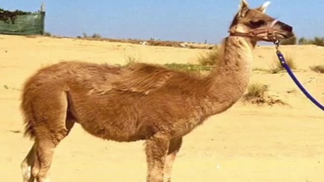 10 ANIMAL HYBRIDS YOU WON'T BELIEVE EXIST