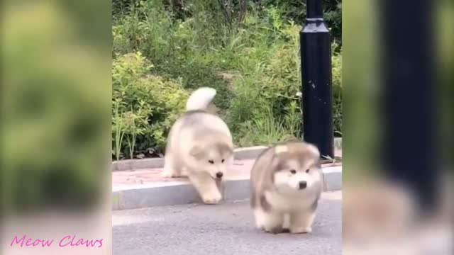 baby alaskan malamute cute beutifull funny 2021 lo mejor que veras