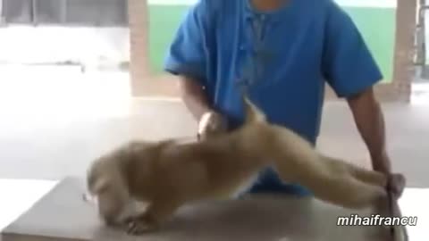 Animals Workout Mix II Funny Animals Working Out Compilation II Funny animals