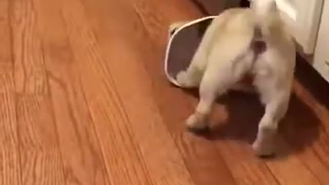 Best Funny Pug Puppy Hunger Cute Dog Video