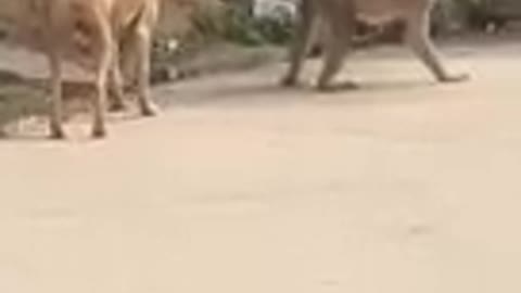 Super_Funny_Animal_Video_that_Will_ laugh you 🤣🤣🤣