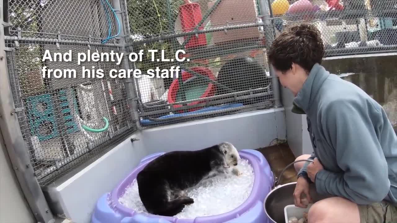 Caring for Elderly Sea Otter Eddie