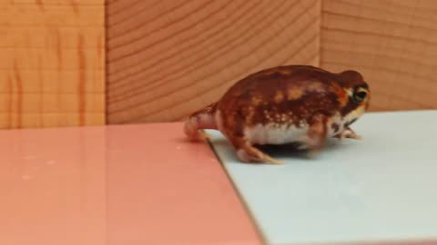 Pretty Butt of The Round Frog.viral video